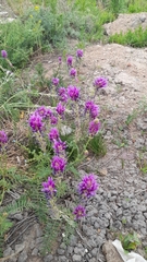 Astragalus onobrychis