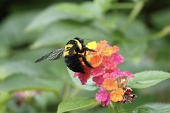 Xylocopa ghilianii