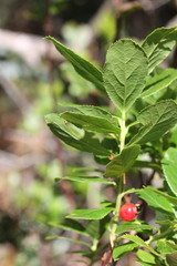 Vaccinium calycinum