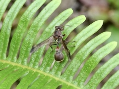 Ropalidia hongkongensis