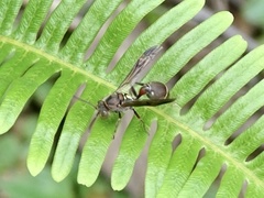 Ropalidia hongkongensis