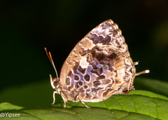 Arhopala abseus