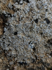 Aspicilia hoffmanniana