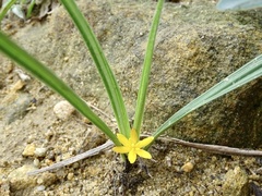 Curculigo orchioides