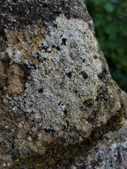 Aspicilia hoffmanniana