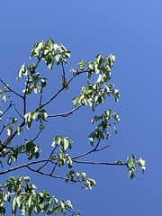 Hippolais icterina