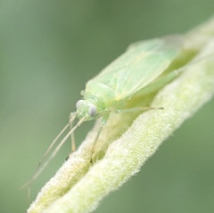 Orthotylus marginalis