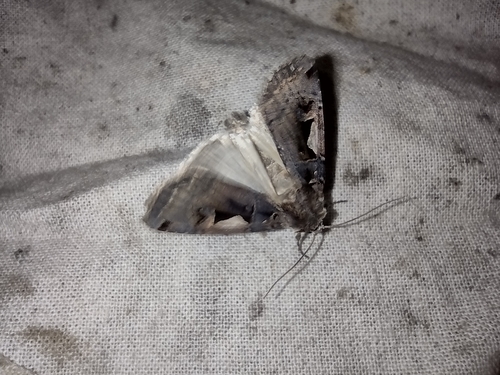 mora čiernosŕpková (Xestia c-nigrum)