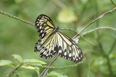 Ideopsis gaura