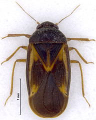 Schizopteridae