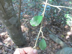Suregada africana