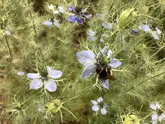 Bombus terrestris