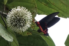 Atrophaneura semperi