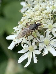 Coelopa