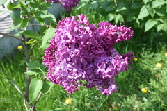 Syringa vulgaris