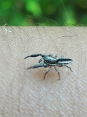 Pseudicius encarpatus