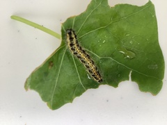 Pieris brassicae