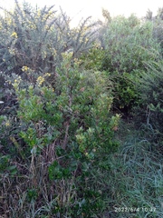 Arbutus unedo