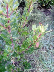 Arbutus unedo