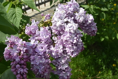 Syringa vulgaris