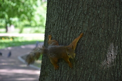 Sciurus vulgaris