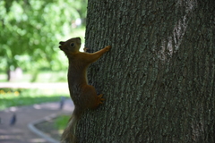 Sciurus vulgaris