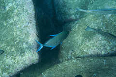 Ferdauia orthogrammus
