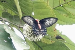 Atrophaneura semperi