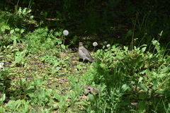 Turdus pilaris