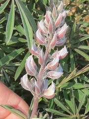 Lupinus albicaulis