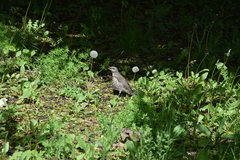 Turdus pilaris