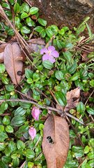 Melastoma dodecandrum