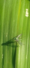 Chrysosoma globiferum