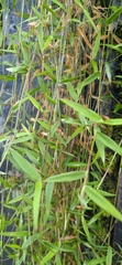 Pogonatherum crinitum