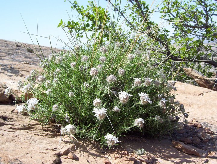 Ipomopsis roseata