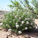 Ipomopsis roseata - Photo (c) Corey Lange, algunos derechos reservados (CC BY-NC), subido por Corey Lange