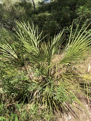 Chamaerops humilis