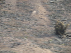 Haageocereus pseudomelanostele