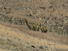 Haageocereus pseudomelanostele