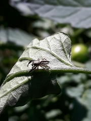 Pseudicius encarpatus