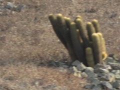 Haageocereus pseudomelanostele