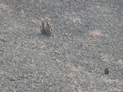 Haageocereus pseudomelanostele