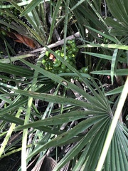 Chamaerops humilis