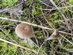Mycena cystidiosa