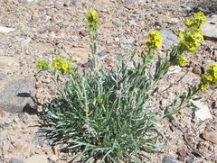 Oreocarya confertiflora