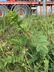 Astragalus glycyphyllos