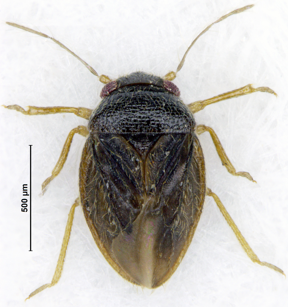 Pinochius