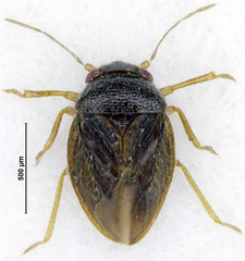 Schizopteridae