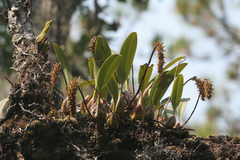 Bulbophyllum morphologorum