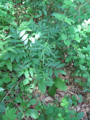 Achillea ptarmicoides